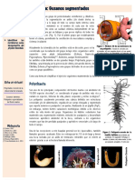 Guía de Anelida