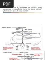 Purinas y Pirimidinas PDF