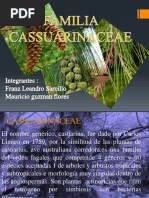 Familia Casuarinaceae