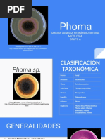 Phoma