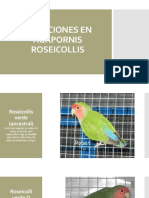 Mutaciones en Agapornis Roseicollis