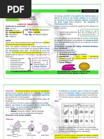 P 02 Amebiasis R3 PDF