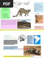 Infografia Gato Andino - Segundo G