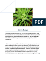 Hasil Observasi Lidah Buaya (B.indo)