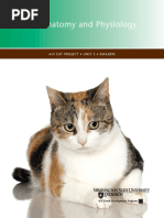 Cat Anatomy and Physiology