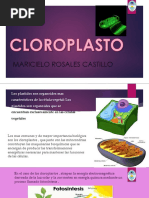 Cloroplastos