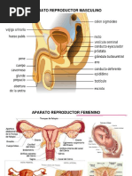 Aparto Reproductor Masculino