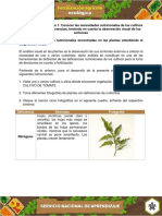 Evidencia Registro Fotografico Indicar Las Deficiencias Nutricionales Encontradas en Plantas