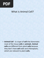 Animal Cells