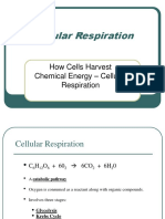 How Cells Harvest Chemical Energy - Cellular Respiration