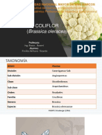 Exportacion de Coliflor