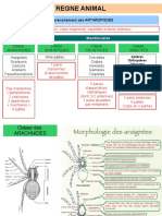 Embranchement Des Arthropodes