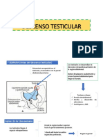 Descenso Testicular y Malformaciones Relacionadas