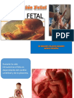 Circulación Fetal :3