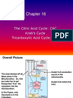 TCA Cycle