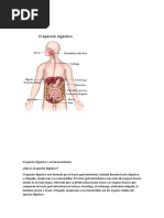 Aparato Digestivo