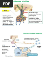 2 - Regulacao Hormonal Homem e Mulher