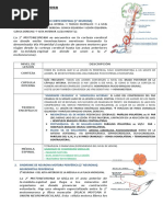 Semiologia Neurologica