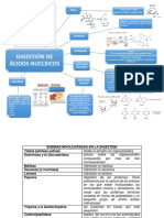 Digestión. Ac. Nucleicos. 