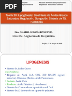 T 20 Lipogenesis