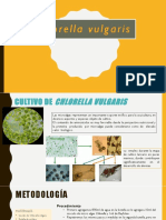 Cultivo de Chlorella