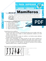 27 Ficha Los Mamiferos para Cuarto de Primaria