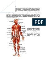 Sistema Muscular