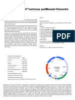 Pmwasabi Vimentin