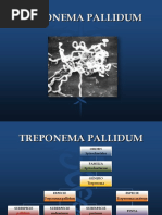 24 Treponema Pallidum