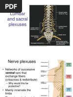 Lumbar and Sacral Plexus