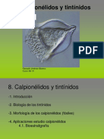 08 Calpionelidos y Tintinidos