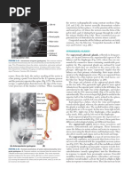 Suprarenal Gland