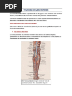 Venas Del Miembro Inferior