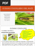 Gusano Cogollero Del Maíz