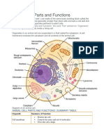 Animal Cell Parts and Functions