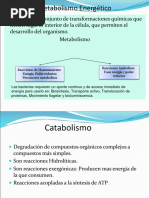 Metabolismo Energetico