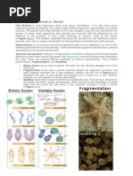 Fragmentation: Budding