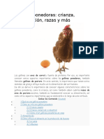 Gallinas Ponedoras Crianza Alimentacion Ymas