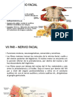 Vii Par Nervio Facial