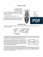 Fisiología de La Abeja