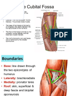 9 Cubital Fossa