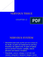 Nerve Fibres