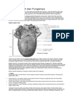 Penampang Lidah Dan Ket
