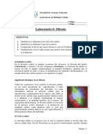 Ciclo Celular Mitosis, Observación y Preparación de Láminas