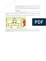 The Process of Alcohol Fermentation