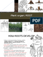 Plant Organ ROOT