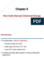 How Cells Harvest Chemical Energy