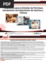 Requisitos para La Exportacion de Caninos y Felinos PDF