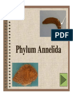 Phylum Annelida Phylum Annelida Phylum Annelida Phylum Annelida