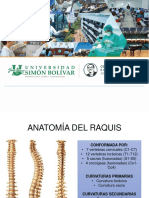 Anatomía Raquis